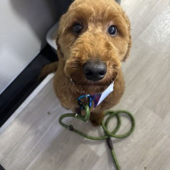 Pup Spa - Do I look handsome, do I ? - Pet Groomers Near Me Pup Spa - Do I look handsome, do I ? - Pet Groomers Near Me