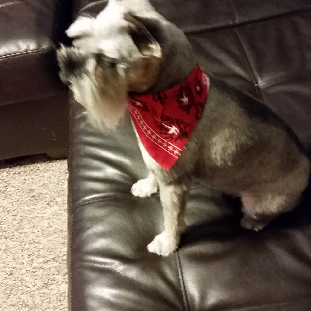 Poor long beautiful schnauzer skirt gone! Poor long beautiful schnauzer skirt gone!
