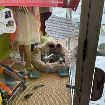 Catnip Coalition Vintage Mall - 9 week old kittens almost ready for adoption! You can apply in store - Hats Near Me - Burbank, California