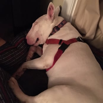 What A Good Dog - Frank dreaming of day care! - Pet Training Near Me - Malvern, Pennsylvania What A Good Dog - Frank dreaming of day care! - Pet Training Near Me - Malvern, Pennsylvania
