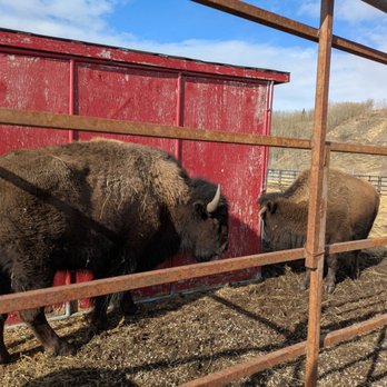 Reindeer Farm - Bison - no touching or feeding (for obvious reasons) - Zoos Near Me - Palmer, Alaska Reindeer Farm - Bison - no touching or feeding (for obvious reasons) - Zoos Near Me - Palmer, Alaska