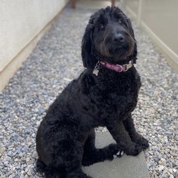 Our 2 year old black goldendoodle Stella Our 2 year old black goldendoodle Stella