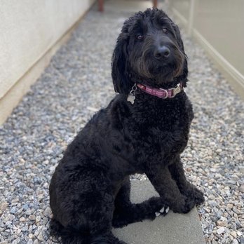 Bark 'N Beauties - Our 2 year old black goldendoodle Stella - Pet Groomers Near Me - Banning, California Bark 'N Beauties - Our 2 year old black goldendoodle Stella - Pet Groomers Near Me - Banning, California