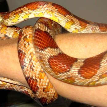 PET BAZAAR - Updated January 2026 - 83 Photos & 90 Reviews - 490 State