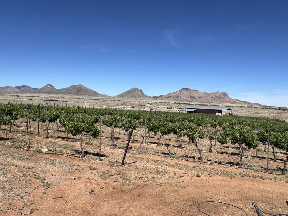Flying Kite Vineyard - vineyard in Elgin, AZ