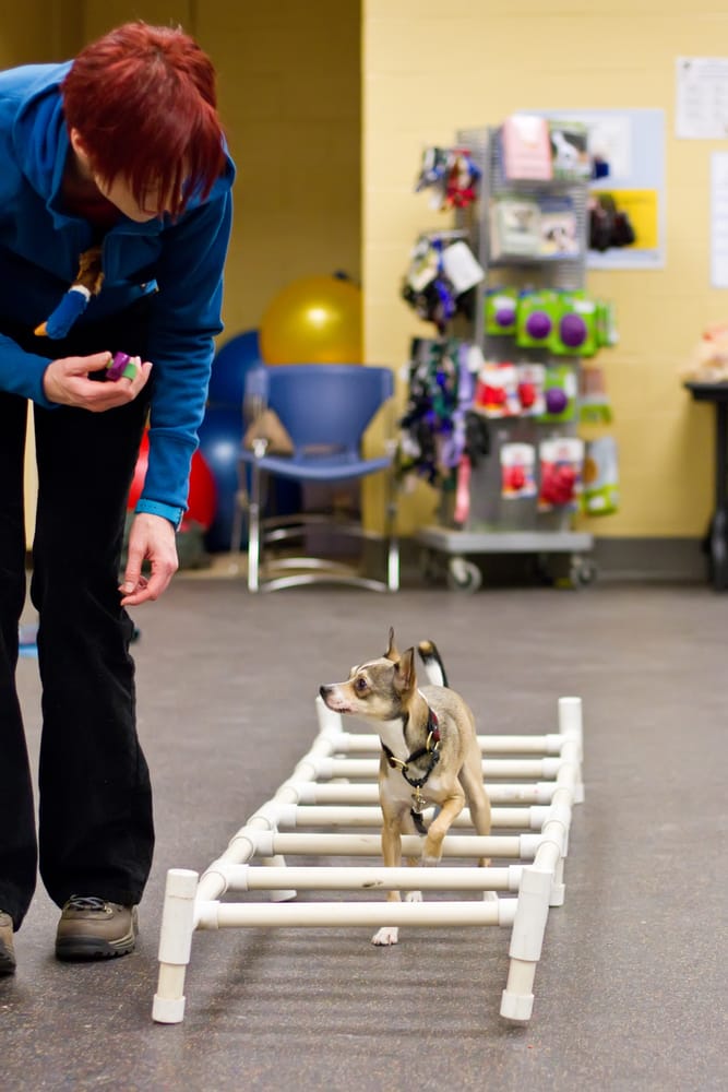 Mspca Angel Image