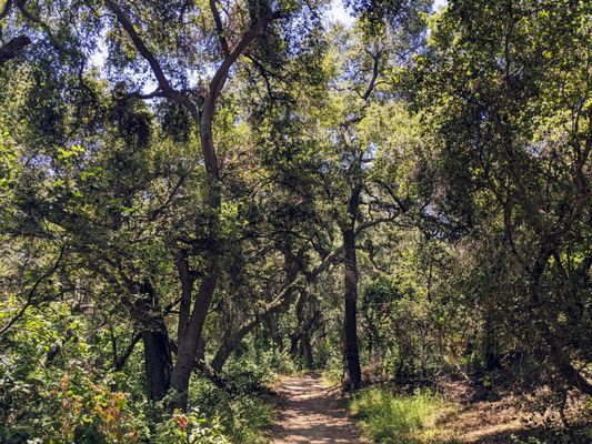 Marshall Canyon Regional Park by null