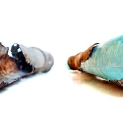 Molecular Sewer & Drain - Molecular Inc. No-Dig Sewer Repair. Before and After
