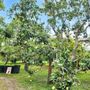 Photo of Ensey Tropical Fruit Company