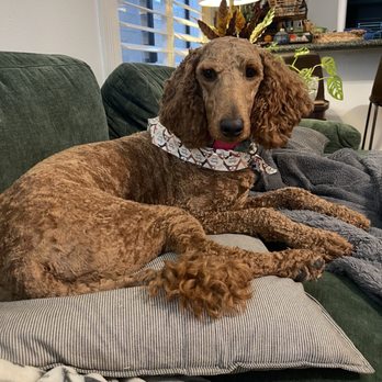 All Paws In Pet Salon - After botched tail too. Not even washed. No ear plucking. - Pet Groomers Near Me - Rialto, California All Paws In Pet Salon - After botched tail too. Not even washed. No ear plucking. - Pet Groomers Near Me - Rialto, California