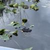 Everglades River of Grass Adventures gift card
