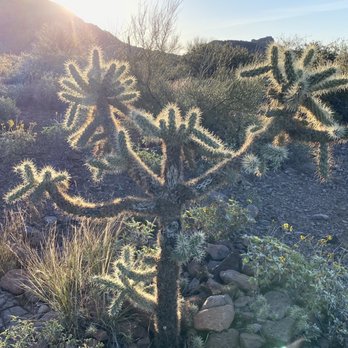 Hieroglyphic Trail Hoa - Cholla Cactus - Hiking Near Me - Gold Canyon, Arizona Hieroglyphic Trail Hoa - Cholla Cactus - Hiking Near Me - Gold Canyon, Arizona