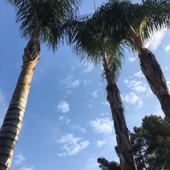 OC TREEWORX - After - Tree Services Near Me OC TREEWORX - After - Tree Services Near Me