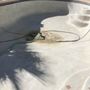 Photo of Diaz Pool Services