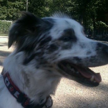 Hamlin Dog Park - Dog Parks Near Me - Chicago, Illinois