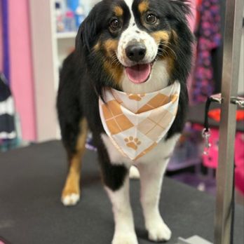 Lush Spaw - Lush groom and deshed - Pet Groomers Near Me - Santa Clara, California Lush Spaw - Lush groom and deshed - Pet Groomers Near Me - Santa Clara, California