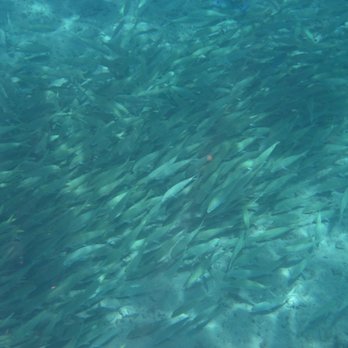 Hanauma Bay Snorkel Adventures - School of fish - Beach Equipment Rentals Near Me - Honolulu, Hawaii Hanauma Bay Snorkel Adventures - School of fish - Beach Equipment Rentals Near Me - Honolulu, Hawaii