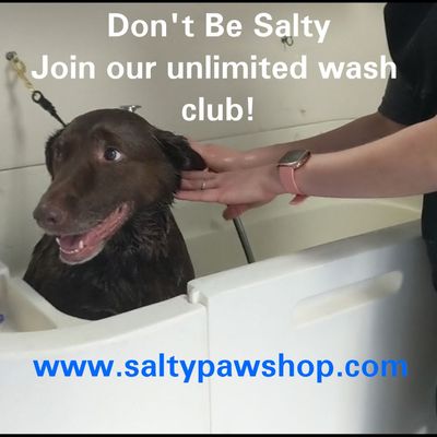 The Salty Paw by null