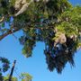Ariel Tree Service