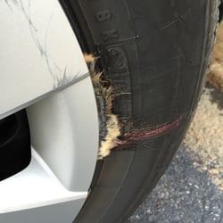 Dollar Rent A Car - Road Kill