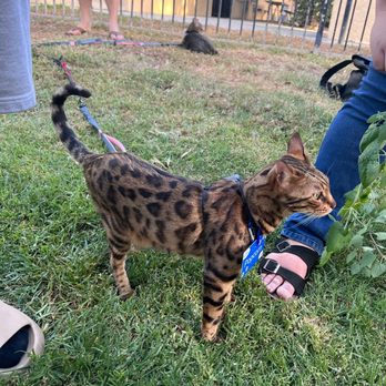 Act 2 Rescue - Pet Adoption Near Me