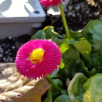 Chicago Botanic Garden - Spring 2019 - Botanical Gardens Near Me - Glencoe, Illinois