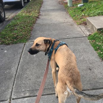 Gresham PDX Dog Sitting - Pet Sitting Near Me Gresham PDX Dog Sitting - Pet Sitting Near Me