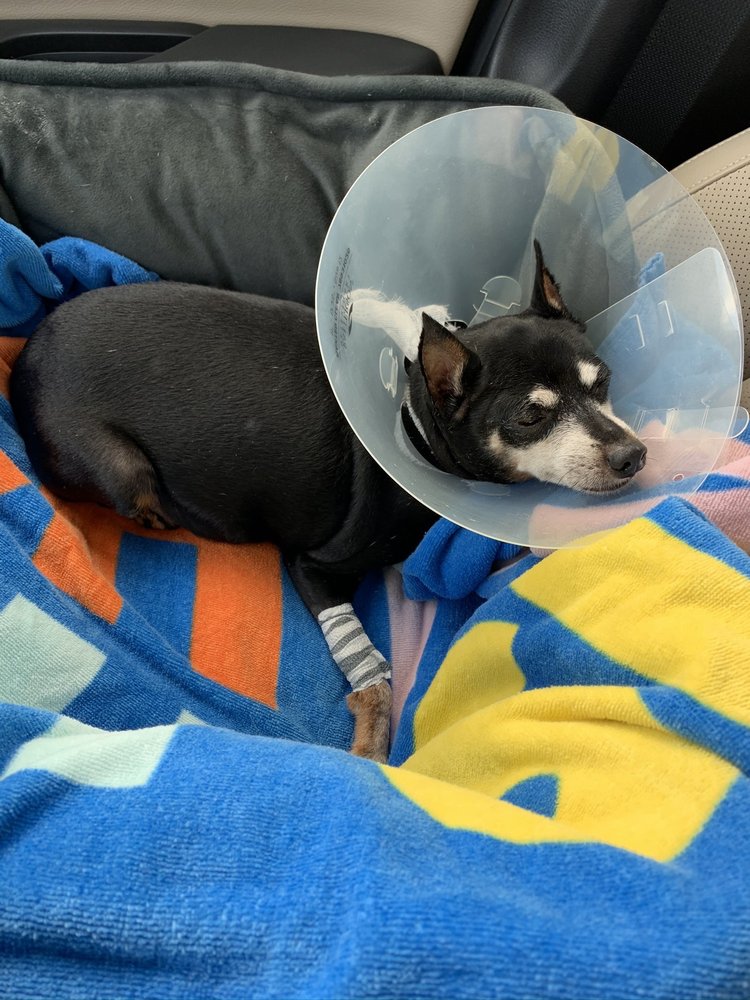 PET PAL VETERINARY CLINIC Updated November 2024 28 Photos & 78