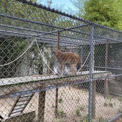 Popcorn Park Zoo
