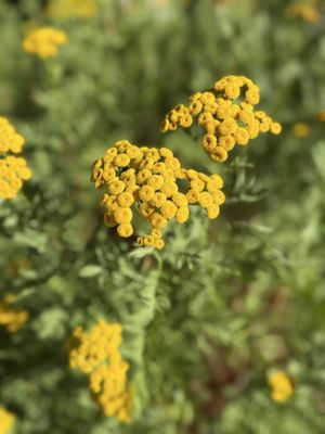 Donner Memorial State Park by null