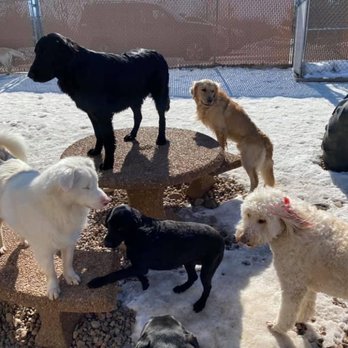 First Class Pet Lodge - Playtime! - Pet Groomers Near Me - Wausau, Wisconsin