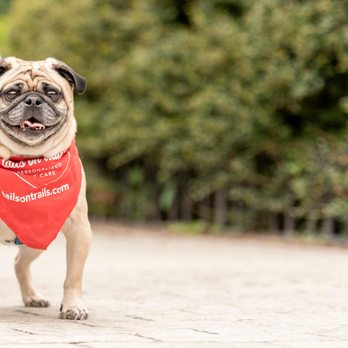 Tails On Trails - Corny. Need we say more?! Photography by Alessandra Sawick - Dog Walkers Near Me - Jersey City, New Jersey Tails On Trails - Corny. Need we say more?! Photography by Alessandra Sawick - Dog Walkers Near Me - Jersey City, New Jersey