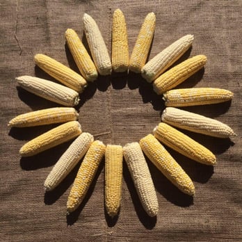 Silver Rill Corn - a corn cob in the middle of a circle - Fruits & Veggies Near Me - Saanichton, British Columbia Silver Rill Corn - a corn cob in the middle of a circle - Fruits & Veggies Near Me - Saanichton, British Columbia