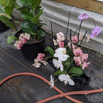 Plant and Pottery Outlet - Orchids hidden in the back corner ($11.99 if I remember correctly) - Nurseries & Gardening Near Me - Sunol, California Plant and Pottery Outlet - Orchids hidden in the back corner ($11.99 if I remember correctly) - Nurseries & Gardening Near Me - Sunol, California