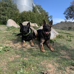 K9 Clarity