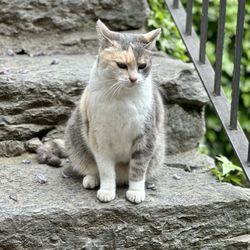 Le Case dei Baff - Farm cat