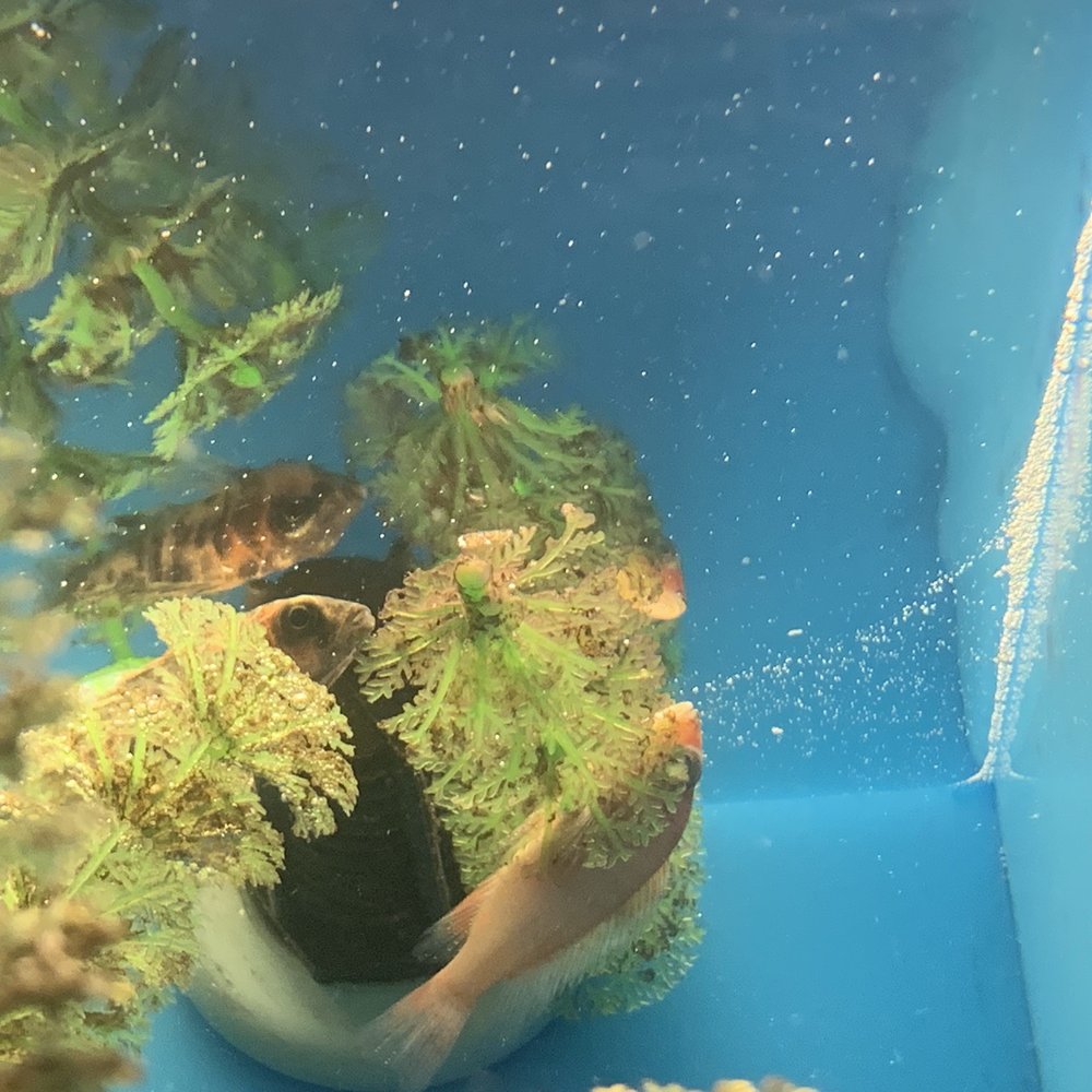 PetSmart - Oh, look. More dead fish. - Pet Training Near Me - Orlando, Florida PetSmart - Oh, look. More dead fish. - Pet Training Near Me - Orlando, Florida