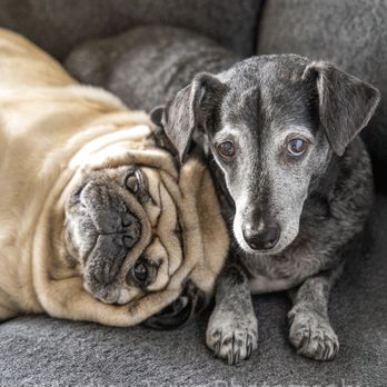 Audrey Tarris Photography - Pet Photography Near Me Audrey Tarris Photography - Pet Photography Near Me