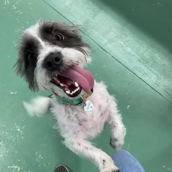 Pound Town - Jack at Pound Town - Pet Adoption Near Me - Plainfield, Illinois