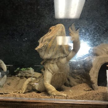 Zookeeper - Bearded dragon - Pet Stores Near Me - Austin, Texas Zookeeper - Bearded dragon - Pet Stores Near Me - Austin, Texas