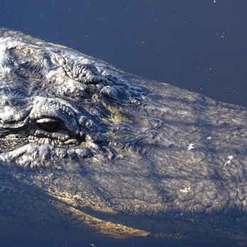 Corey Billie's Airboat Rides - Boat Tours Near Me - Collier, Florida Corey Billie's Airboat Rides - Boat Tours Near Me - Collier, Florida