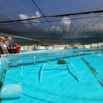 The Turtle Hospital - Tank - Veterinarians Near Me - Marathon, Florida The Turtle Hospital - Tank - Veterinarians Near Me - Marathon, Florida