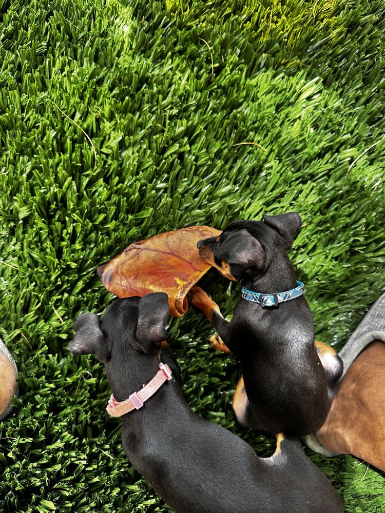 PUPPY THERAPY Updated June 2024 28 Photos 10094 W Mcnab Rd