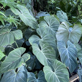 Farmer Joe Plants - philodendron gloriosum - Nurseries & Gardening Near Me - Hudson, Florida
