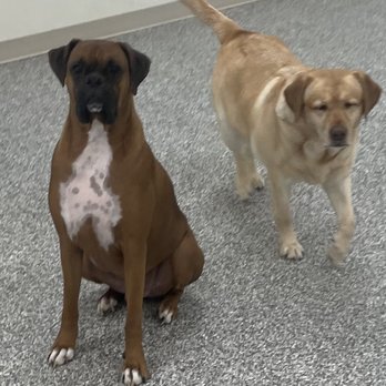 Meadows Dog House - Dog Walkers Near Me - Rolling Meadows, Illinois