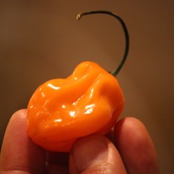 The Blessed Burrito Avon - Her Heiness The Habanero adorned in orange.