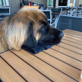 BRU Burger Bar - Fort Mitchell - Sleepy Max after lunch... - New American Near Me - Fort Mitchell, Kentucky