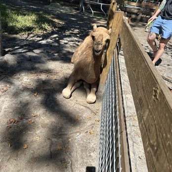 The Fluffy Cow Cafe - Petting Zoos Near Me - St. Augustine, Florida The Fluffy Cow Cafe - Petting Zoos Near Me - St. Augustine, Florida