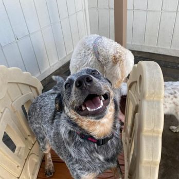 St Marks Dog Resort - max smiles when he's happy - Pet Boarding Near Me - Rancho Cucamonga, California