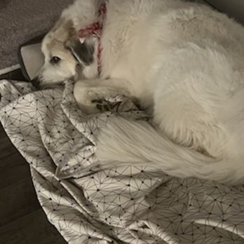 Luxury Pets Grooming - Pet Sitting Near Me - Lilburn, Georgia Luxury Pets Grooming - Pet Sitting Near Me - Lilburn, Georgia